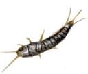 Silverfish