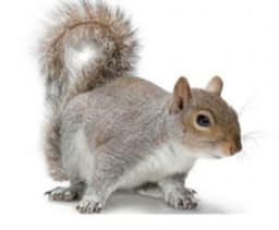 Squirrel Pest Control