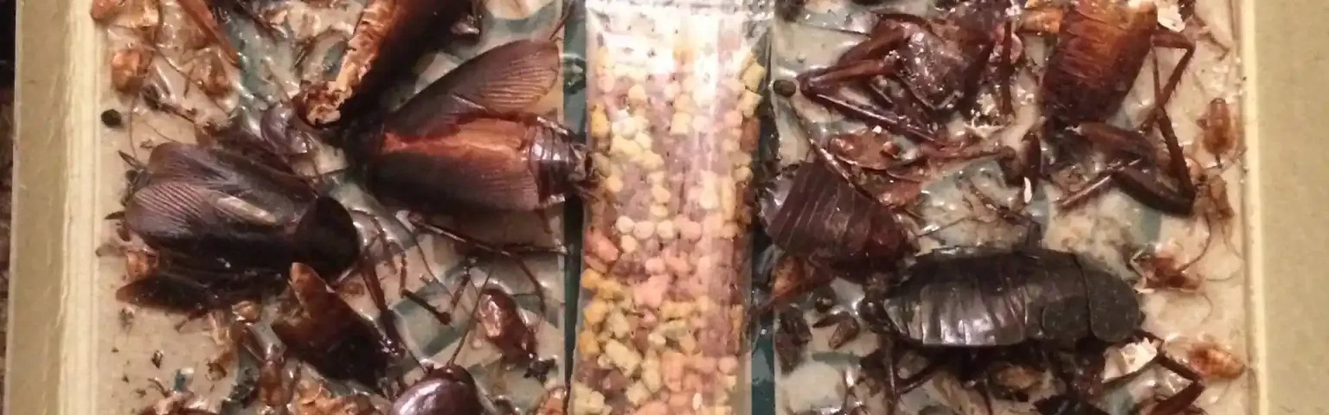 How to Prevent Cockroaches at Home | BuzzKill